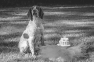 Doggie 1st birthday-2